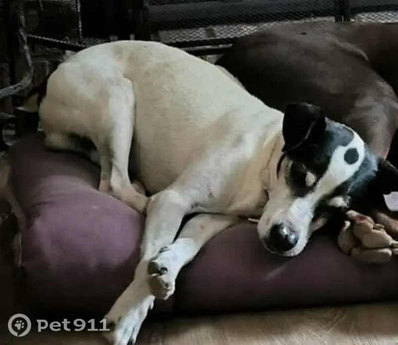 Perdido perro masculino, Calle de la Chinchona, 31, Chinchón, Valdemoro - sin rabo - photo