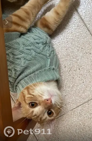 Perdido gato masculino, Inca, Islas Baleares - ojos naranjas y lleva chip - photo