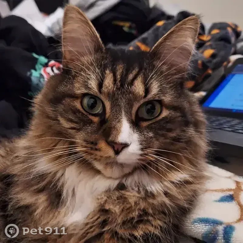 Lost male cat, Pleasant Street, New Bedford - shy with green eyes - photo