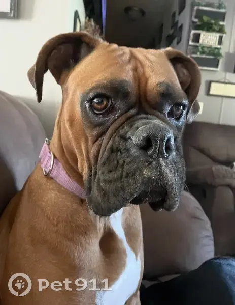 Lost female dog, Casey Road, Corbin - boxer with docked tail - photo