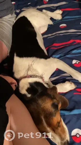 Lost female dog, Forman Road, 1812, Austinburg, Buffalo - small and friendly - photo