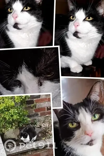 Lost female cat, Crompton Way, Bolton - small, elderly & slightly deaf - photo