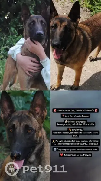 Perdido perro hembra, Calle Fausto, 30, Málaga - muy cariñosa - photo