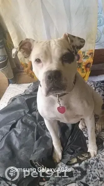 Lost Female Dog, Pace Bridge Road, Easley - 3-year-old Boxer - photo