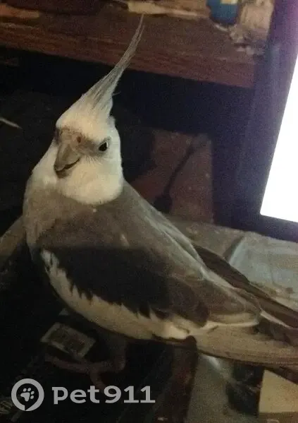 Lost male bird, Robbins Avenue, Orlando - White Faced Cockatiel - photo