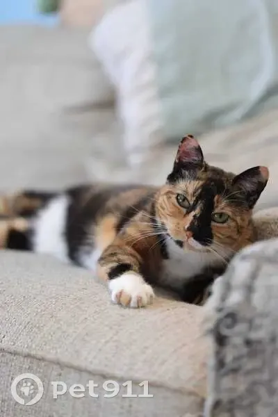 Lost female cat, Crocker Way, Santa Clara - Calico, skittish - photo