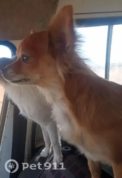 Perdido perro hembra, Casasbuenas, Toledo - pequeña y marrón claro - photo