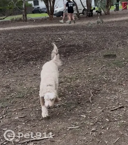 Lost female dog, Ritchie Drive, Kangaroo Flat - cream colour curly hair, one eye - photo