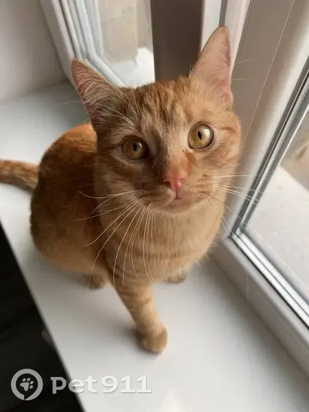 Зник кіт, чоловічий, вулиця Мрії, 11-Д, Київ - повністю рижий, молодий - photo