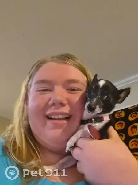 Lost Dog, South Wood Avenue, Fayetteville - Female teacup chihuahua - photo