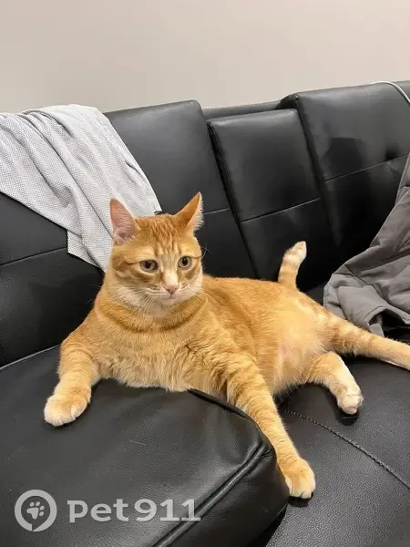 Lost female cat, Marshall Street, Baltimore - orange, 20 lbs - photo