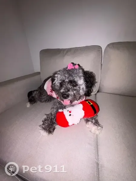 Lost female dog, Atlanta Student Movement Boulevard, Atlanta - charcoal/white with a green mark - photo