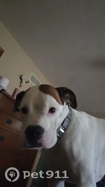 Lost Female Dog, West Deercrest Drive, Denton - White Boxer with Brown Ears - photo