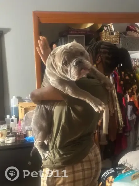 Lost Female Dog, Simmons Road, East Hartford - photo