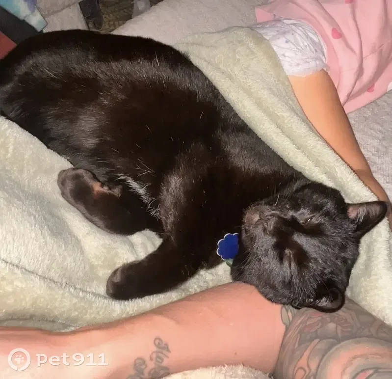 Missing cat Male, Salt Lake City (usl534884) - photo