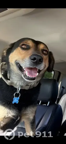 Lost male dog, CR E0440, 2099, Pryor - brown collar with a handle - photo