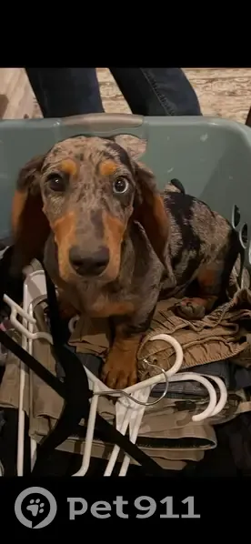 Lost male dog, Woodland Drive, 542, Golinda - dapple Merle dachshund - photo