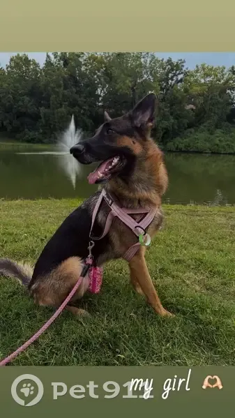 Lost female dog, Northwest 67th Terrace, Gladstone - German Shepherd - photo