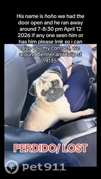 Lost dog, Tulip Street, 6117, Philadelphia - golden brown male pug - photo