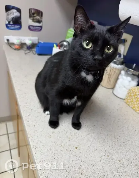 Missing cat Male, New Milford (usl534890) - photo