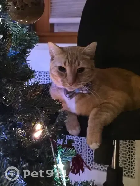 Lost male cat, East 38th Street, Brooklyn - medium build, very soft fur - photo