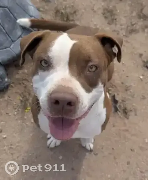 Lost male dog, West Brown Street, Peoria - brown and white with a white-tipped tail - photo