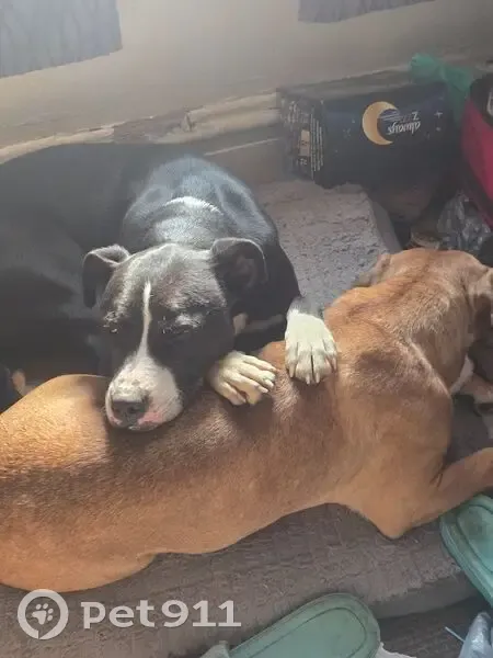 Lost Male Dog, North 22nd Street, St. Louis - Husky/Pitbull Mix - photo