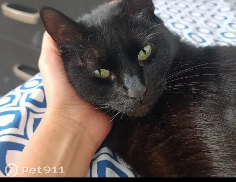 Perdido gato hembra, Calle Venustiano Carranza, S/N, Santa Maria Chimalhuacan - delgada con colmillo salido - photo