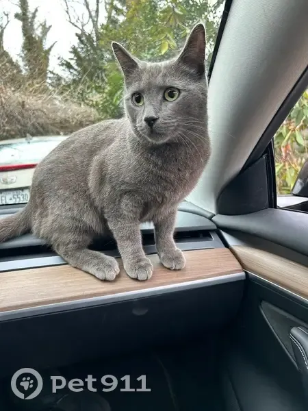 Lost male cat, Glover Street, Sag Harbor - all grey with yellow/greenish eyes - photo