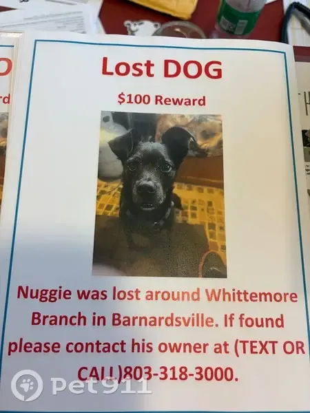 Lost male dog, Whittemore Branch Road, Barnardsville - black Chihuahua Boston mix - photo