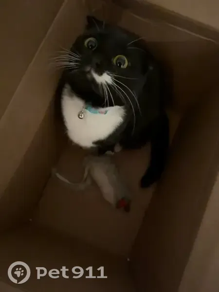 Missing cat Female, Ames (usl534899) - photo