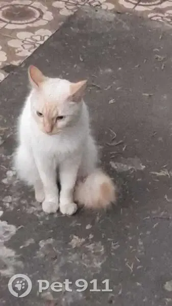 Gato encontrado (brf002631) - photo