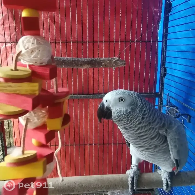 Lost female bird, Rasok Drive, Singapore - grey body with bright red tail - photo