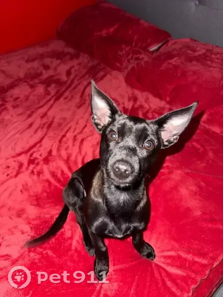Lost male dog, West Tangerine Road, 1555, Oro Valley - black chihuahua/mix - photo
