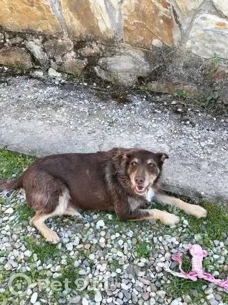 Perdido perro masculino, Calle Malpica, Mesegar de Tajo, Talavera de la Reina - photo