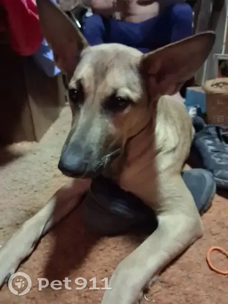 Lost female dog, I-10 Service Road, New Orleans - Belgian Malinois - photo