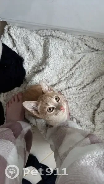 Missing cat Female, Beachmere (al495908) - photo