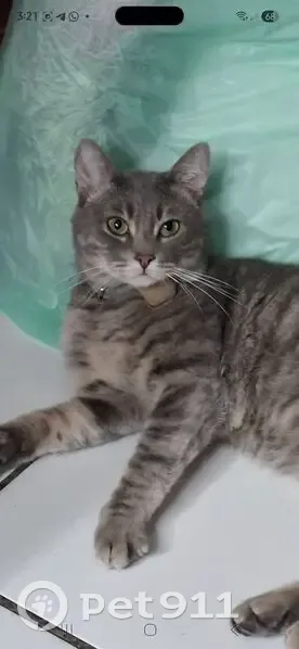 Perdido gato masculino, Calle Villa del Castaño, 81, Hermosillo - collar azul con peluchito - photo