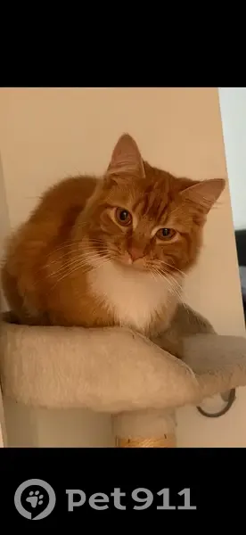 Lost male cat, Barwon Street, Merri-Bek City - orange with medium-long fur - photo