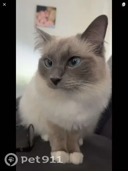 Lost female cat, Saratoga Avenue, Adelaide - blue mitted ragdoll - photo