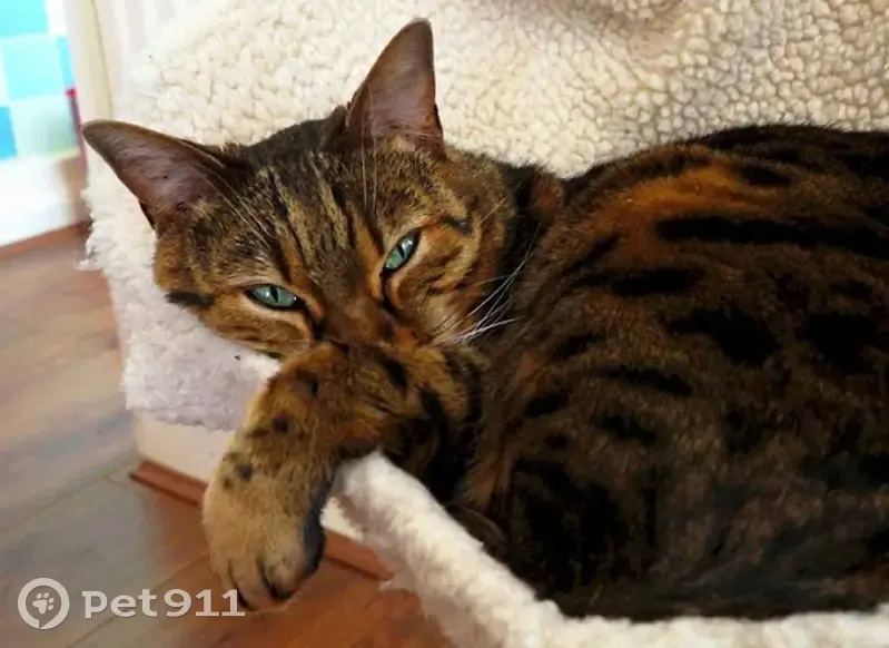 Lost female cat, Kingsway, 27 - photo