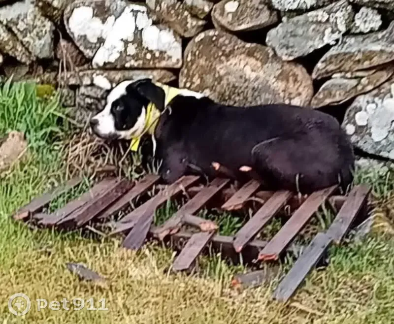 Perdido perro masculino, Hinojosa de San Vicente, Talavera de la Reina - collar amarillo - photo