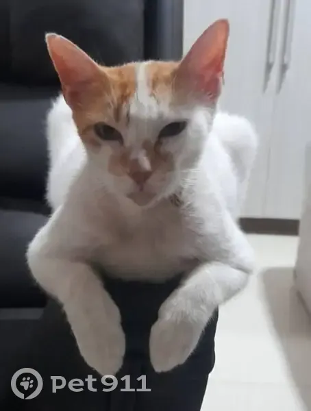 Gato desaparecido Macho (brl002632) - photo