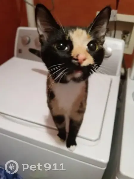 Missing cat Female, Surfside Beach (usl534908) - photo