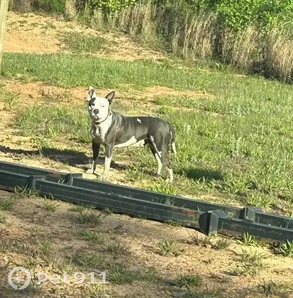 Lost dog, Central Plank Road, Wetumpka - female, gray and white, pink collar - photo