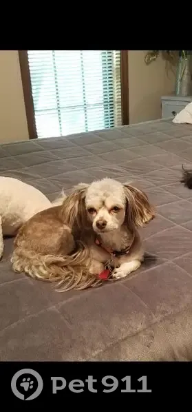 Lost female dog, West Market Street, Somerville - small, gray & white with a red, white and blue collar - photo