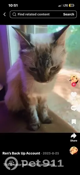 Lost male cat, North Moss Springs Hollow Road, Centerville - white with blue eyes - photo