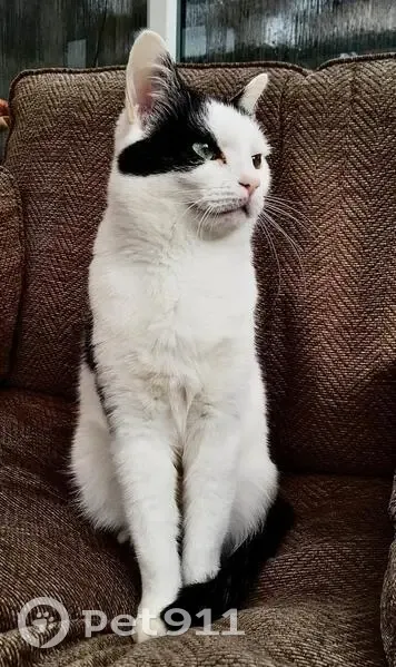 Lost male cat, Den Bank Drive, Stannington - short hair white with black markings - photo