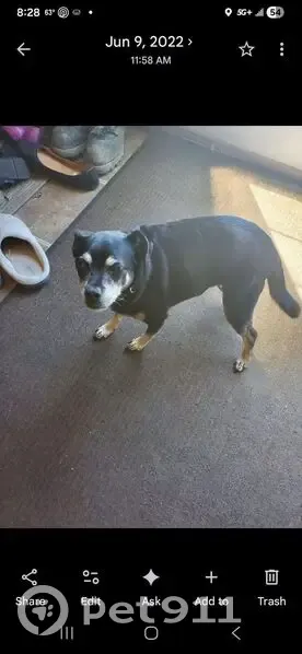 Missing dog Female, Waterloo (usl534918) - photo