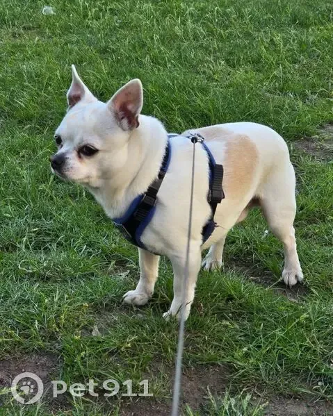 Зникла собака, Чарівна вулиця, 20, Кривий Ріг - Арчик, може бути біля 8-ї лікарні - photo